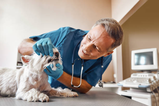 Best 24-Hour Emergency Dentist  in White Center, WA
